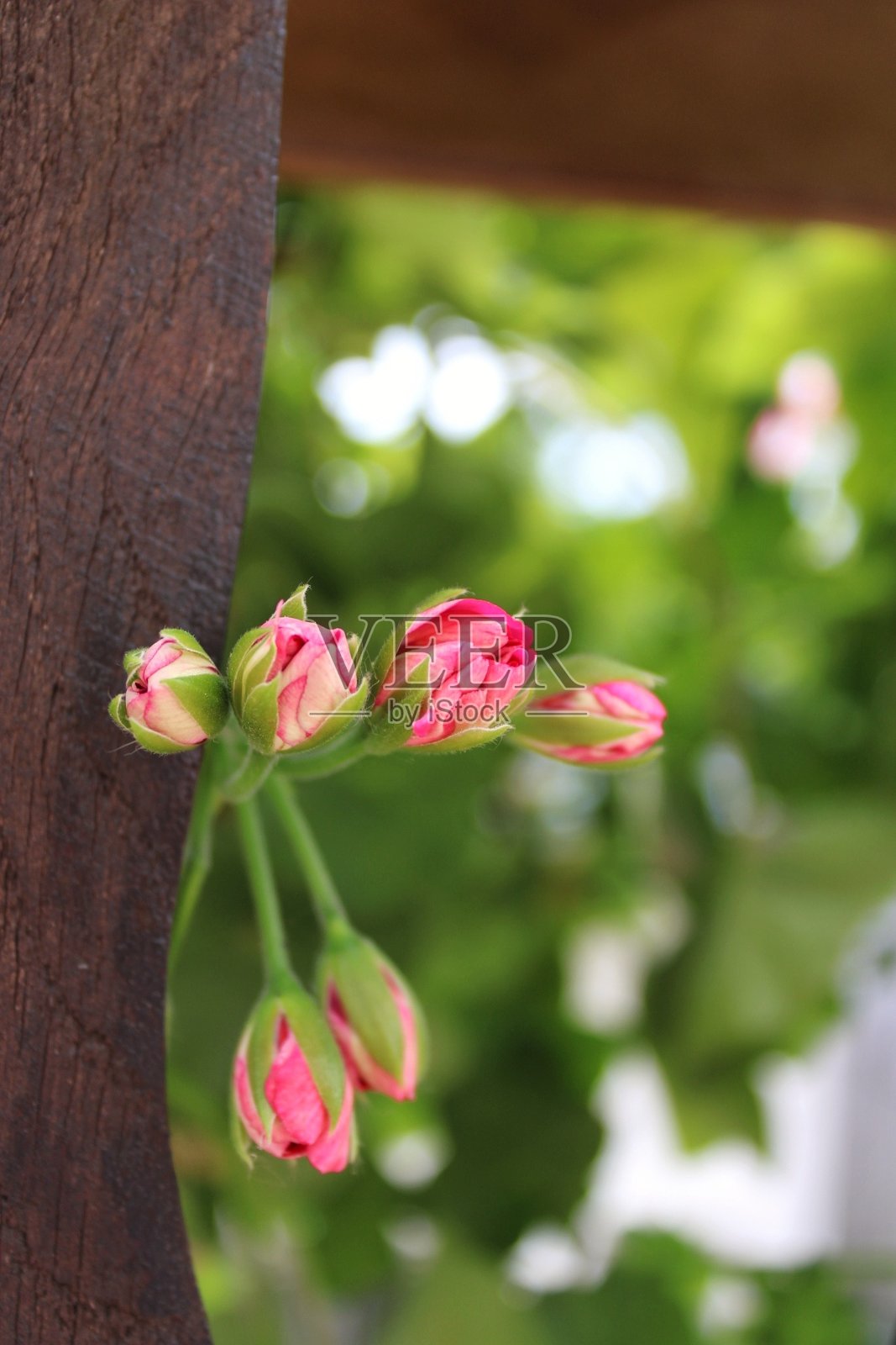 开花照片摄影图片