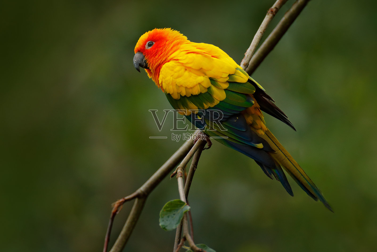 太阳长尾鹦鹉，夏至鹦鹉，巴西和法属圭亚那的稀有鹦鹉。肖像黄绿鹦鹉红头。来自南美洲的鸟。野生动物，热带自然。鸟在树枝上。照片摄影图片