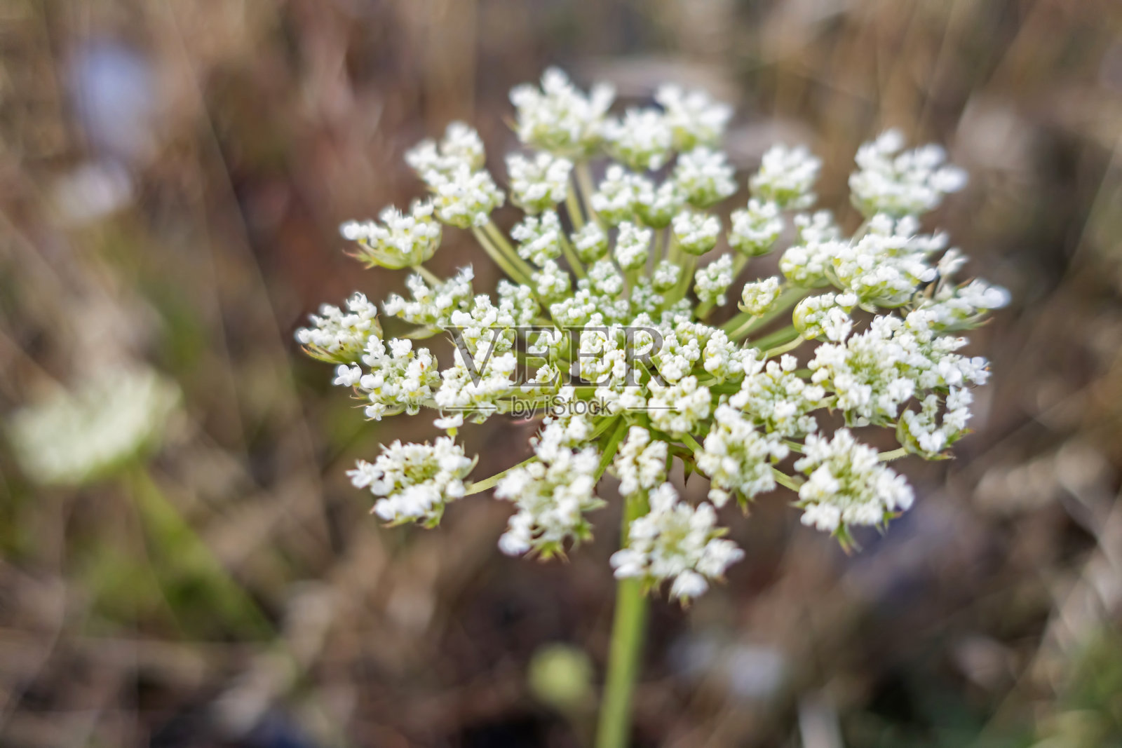 仔细观察自然界中的杂草照片摄影图片