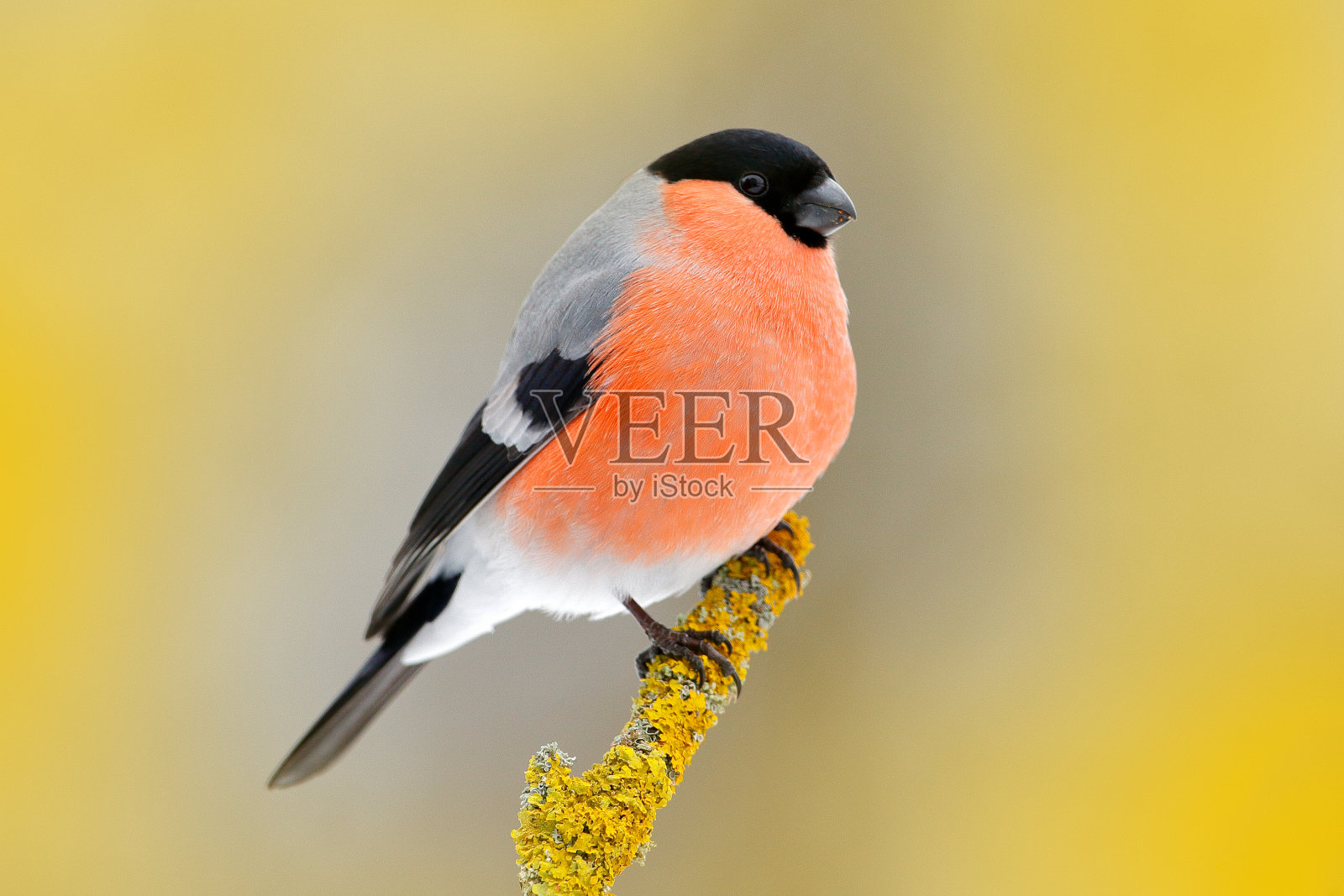 捷克苏玛瓦，红色鸣禽红腹灰雀坐在黄色地衣树枝上。大自然的野生动物景象。森林里的红腹灰雀，背景是黄色的树叶。照片摄影图片