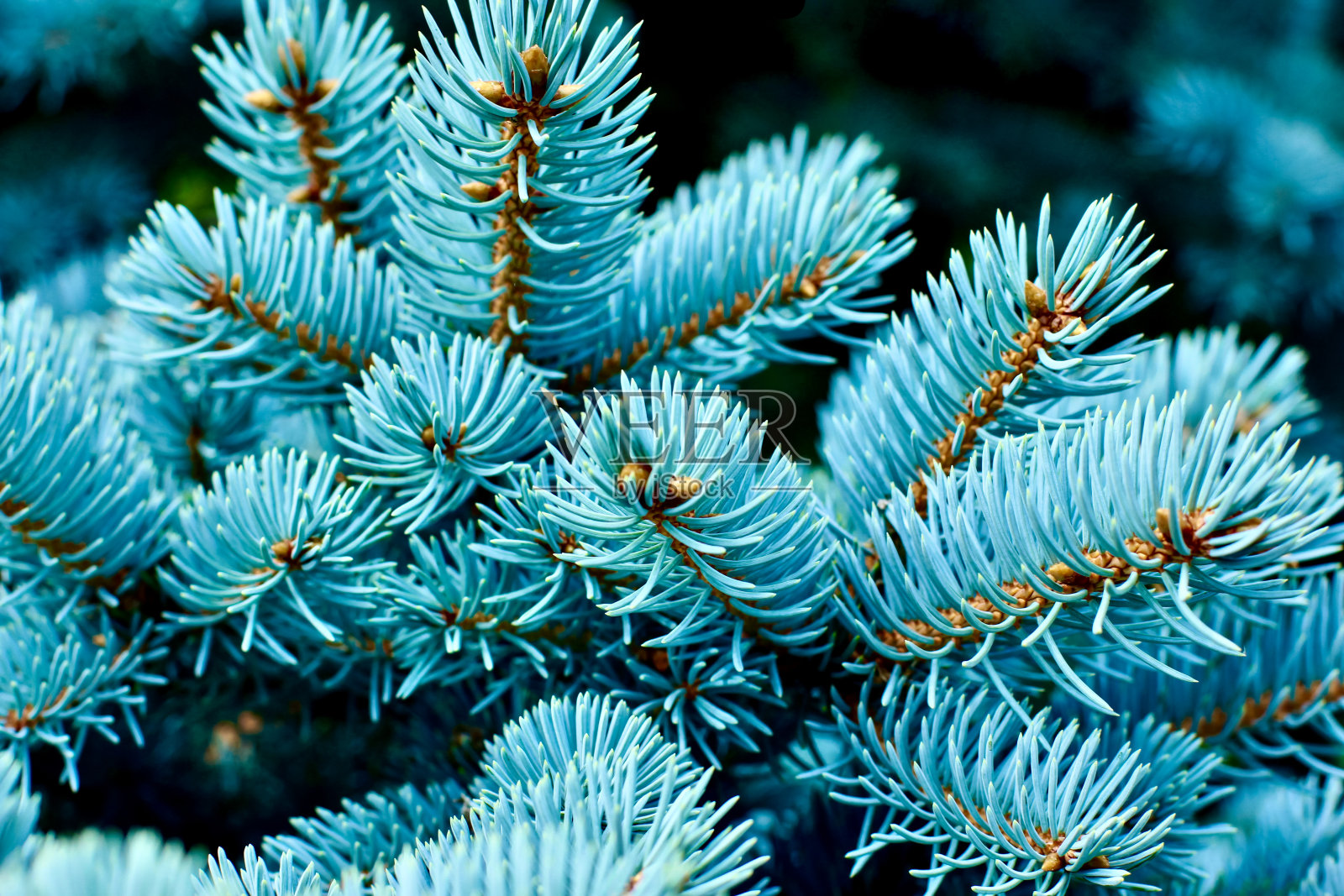 Blue spruce的背景。针叶树。大自然，圣诞节，新年，季节概念。有选择性的重点。照片摄影图片