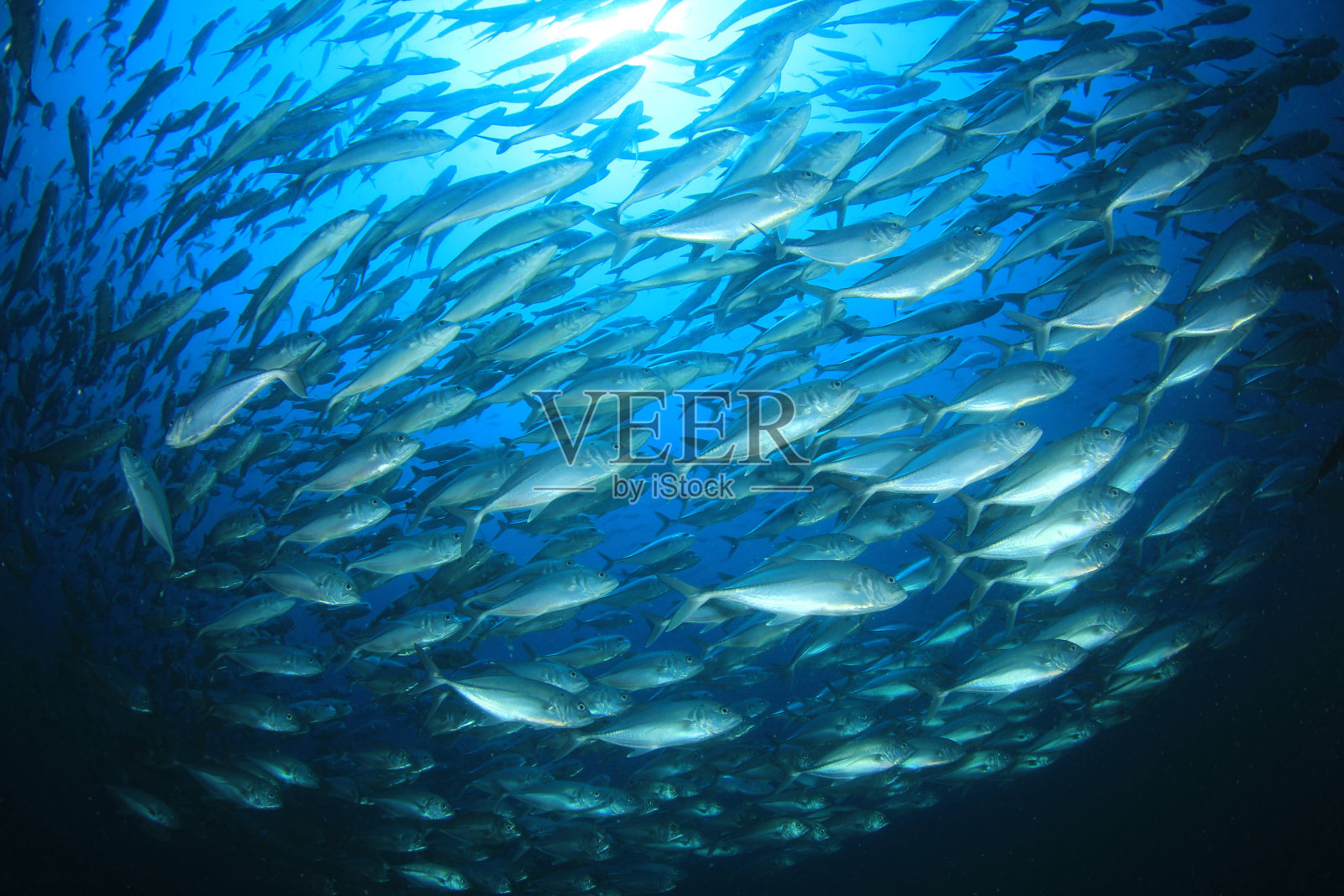 杰克鱼照片摄影图片