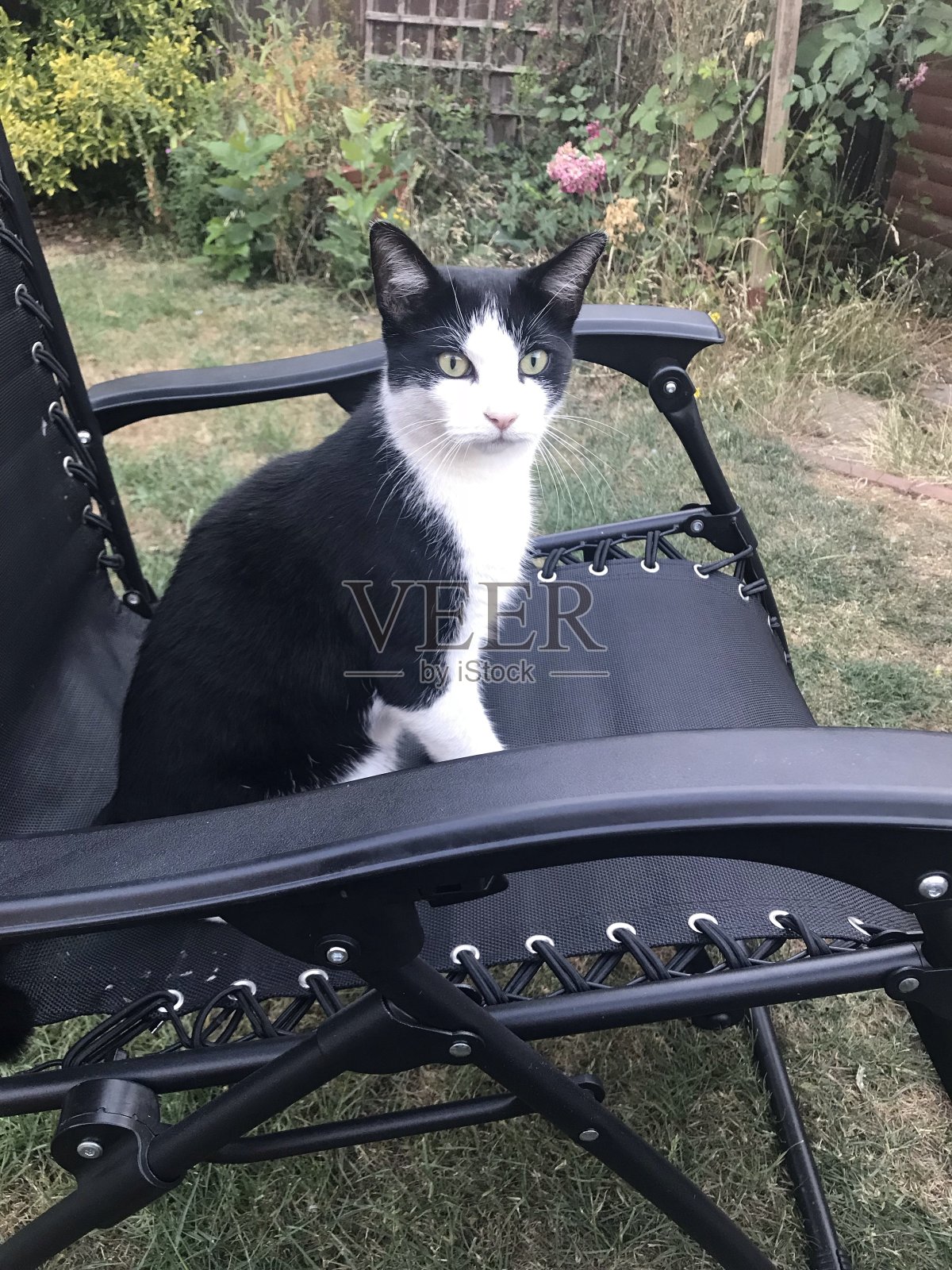 偷了我的椅子照片摄影图片