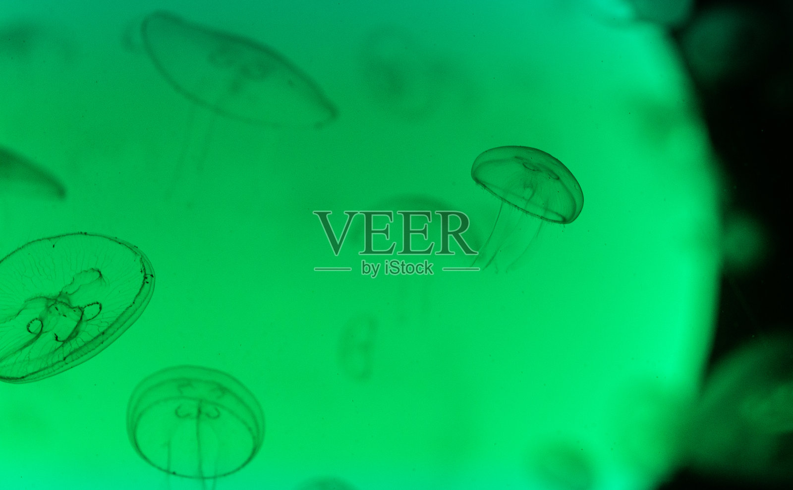 彩色灯光下的大群水母在水族馆里游泳。照片摄影图片