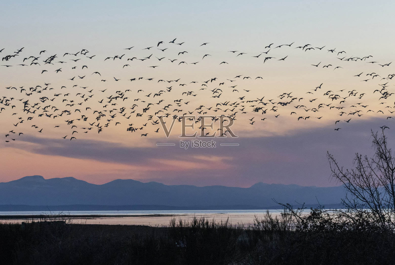 鸟群的黄金时光照片摄影图片