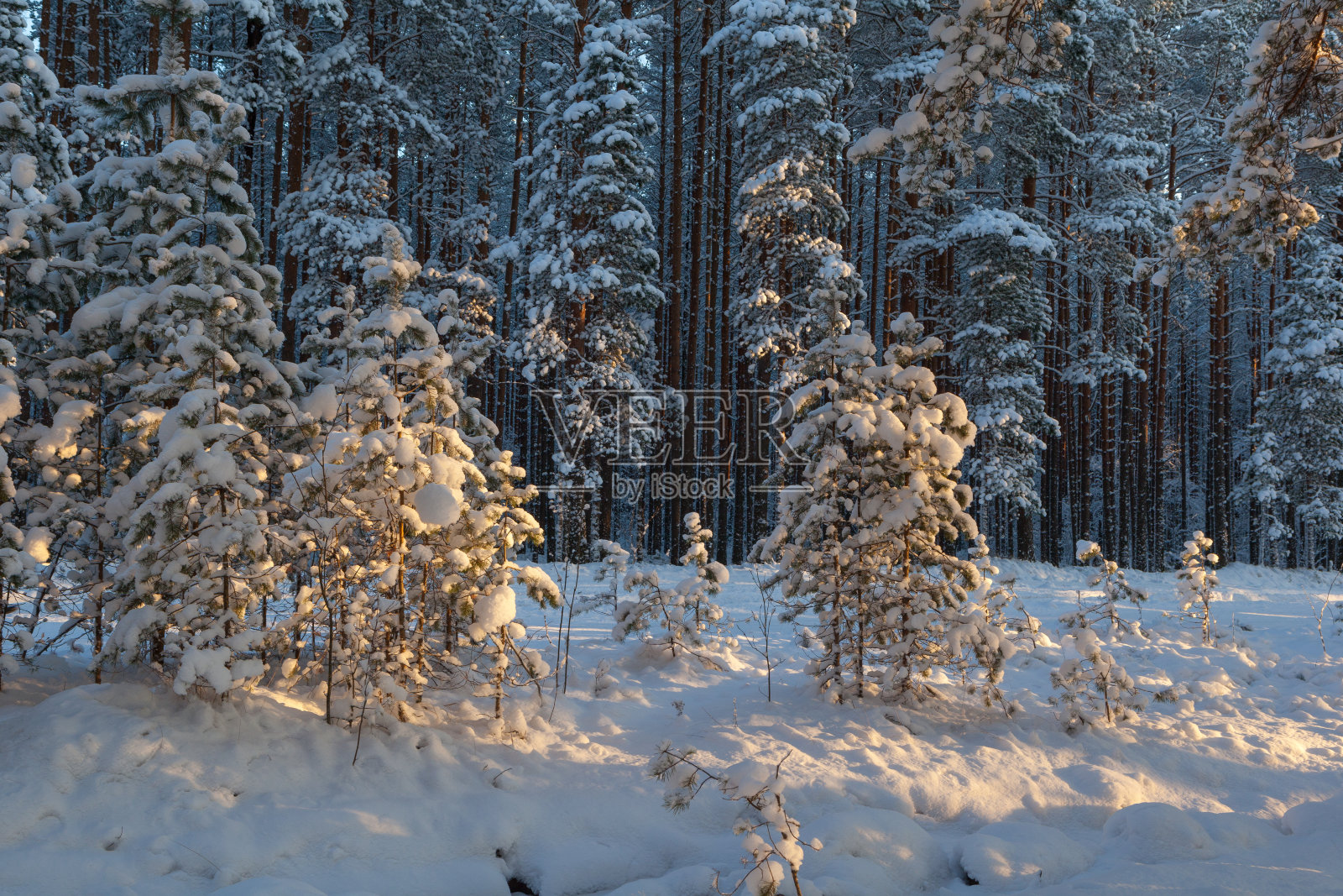在一个阳光明媚的冬日，松树林里。照片摄影图片