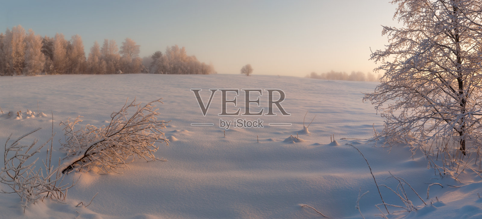 林中空地上霜冻的一天。照片摄影图片