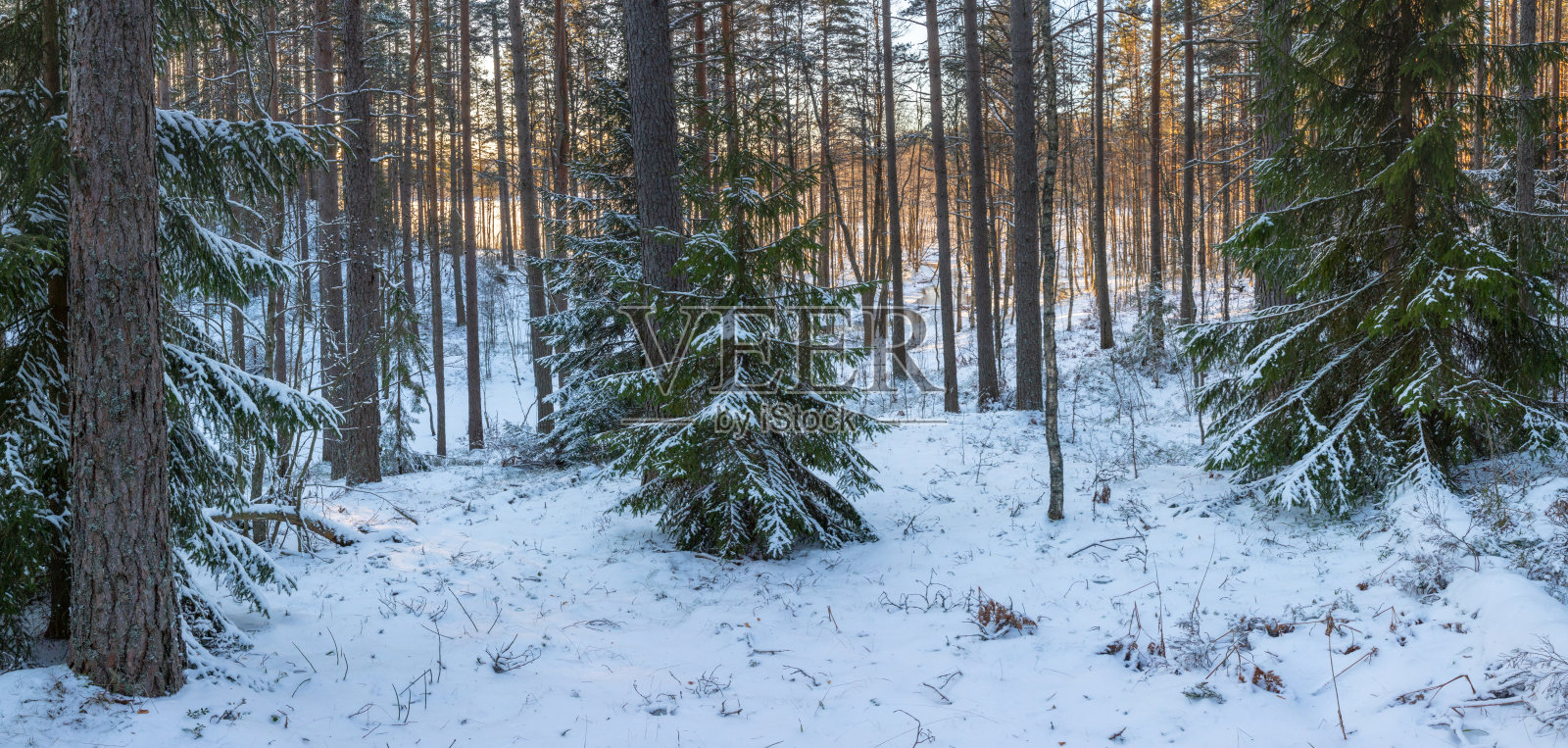 在冬天的森林里。全景。照片摄影图片