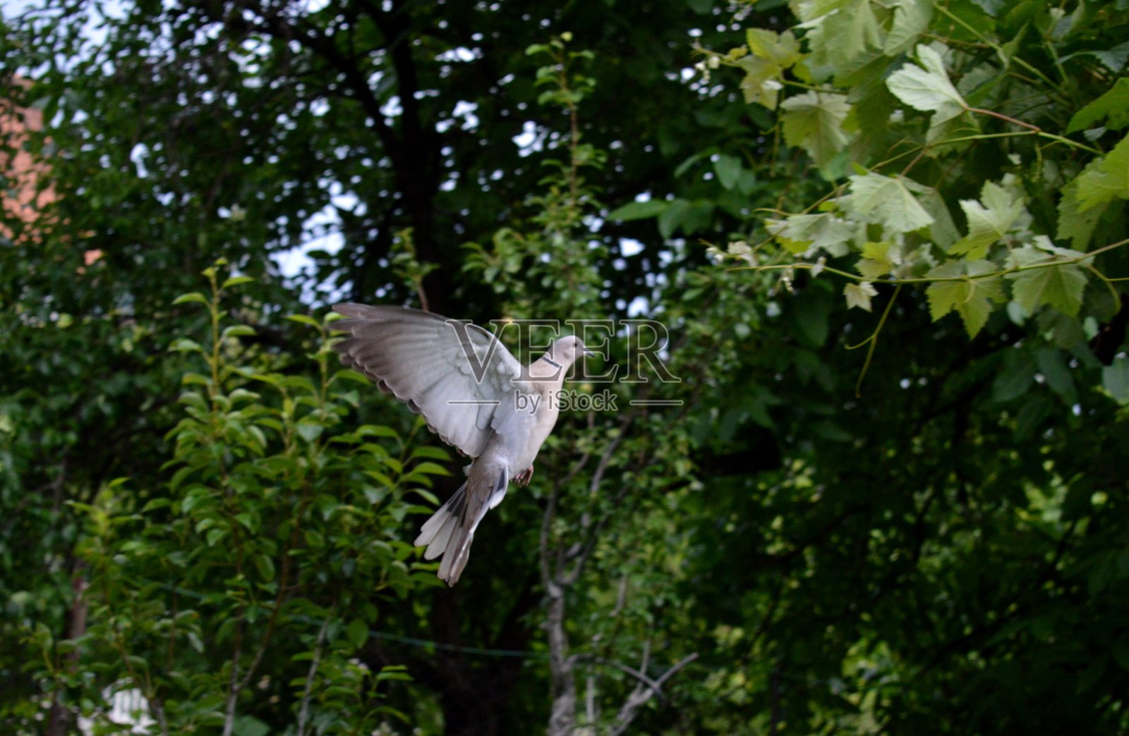一只飞翔的灰鸽子照片摄影图片