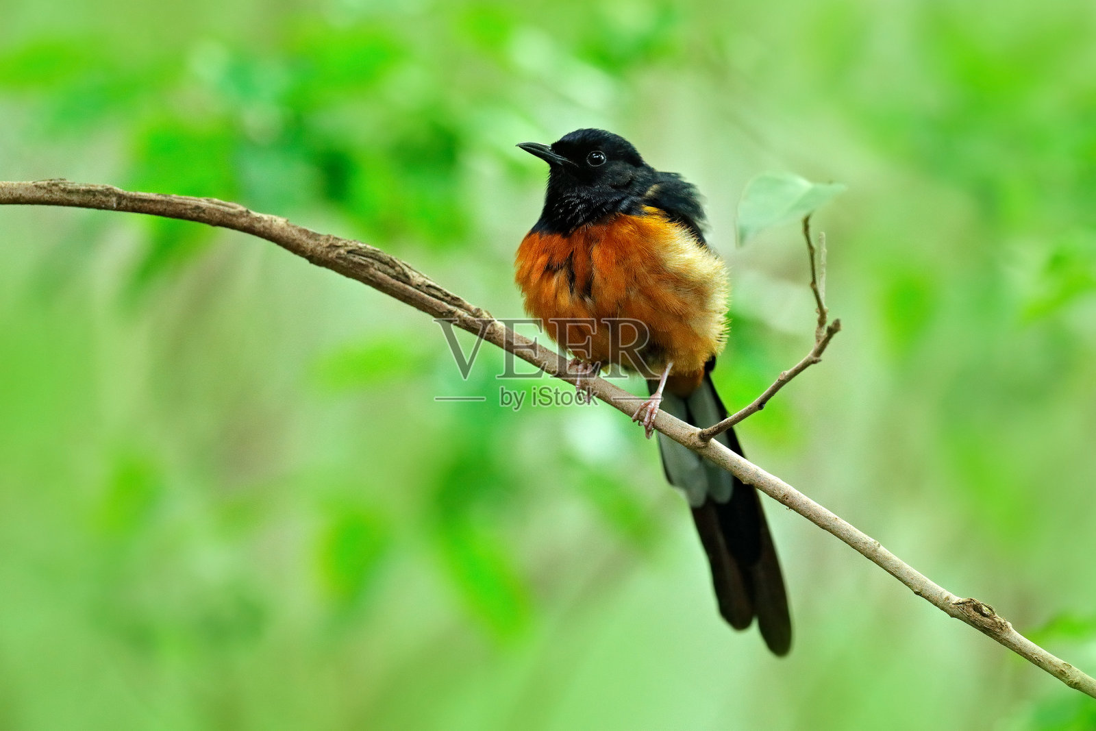 白臀沙马，马尾松柏，栖息在浅绿色背景的树枝上的鸟，中国，来自亚洲的野生动物。森林里的珍禽。照片摄影图片