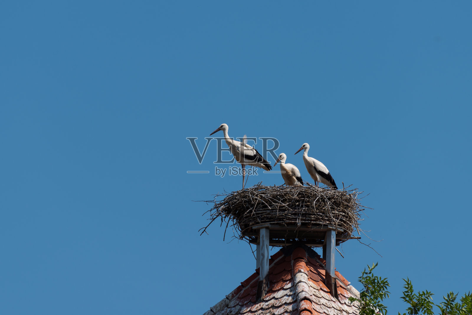 在蓝天背景下的高楼屋顶上，三只白鹳在鹳巢里照片摄影图片