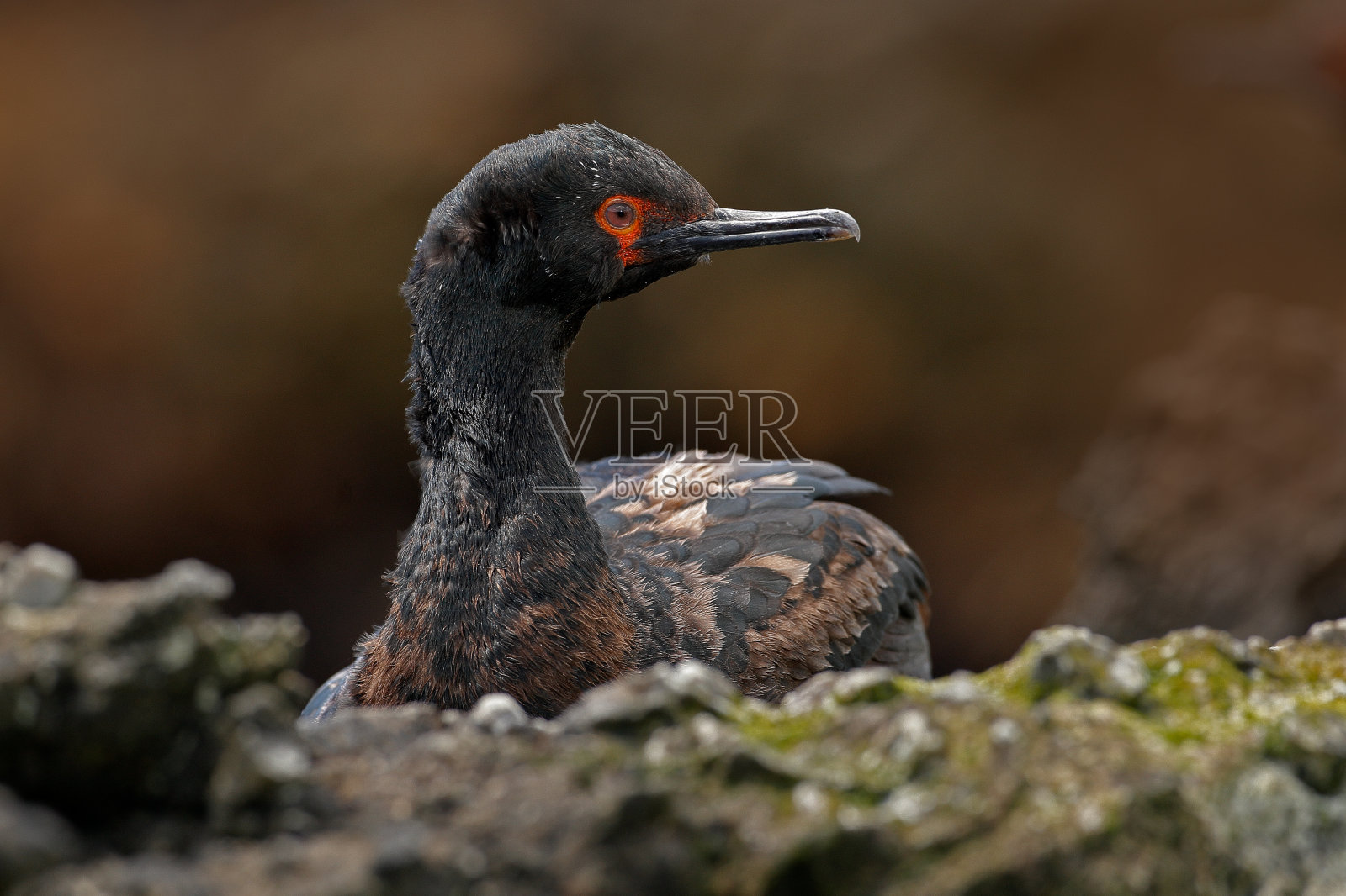 蓬松的巢。福克兰群岛石雕上栖息着长着红色喙的黑白色鸬鹚。大自然的野生动物景象。照片摄影图片