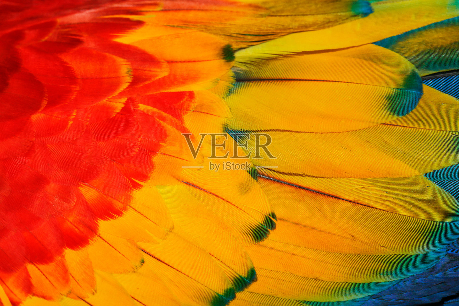 野生动物哥斯达黎加。鹦鹉羽毛的特写细节。猩红色金刚鹦鹉，Ara澳门，翼的细节，自然哥斯达黎加。照片摄影图片