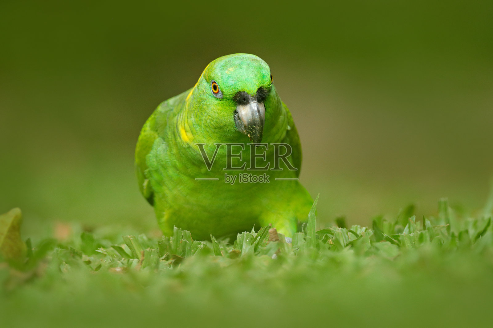 黄枕鹦鹉，亚马逊，淡绿色鹦鹉的肖像与红色的头，哥斯达黎加。鸟的细节特写肖像。鸟和粉红色的花。热带自然的野生动物景象。照片摄影图片