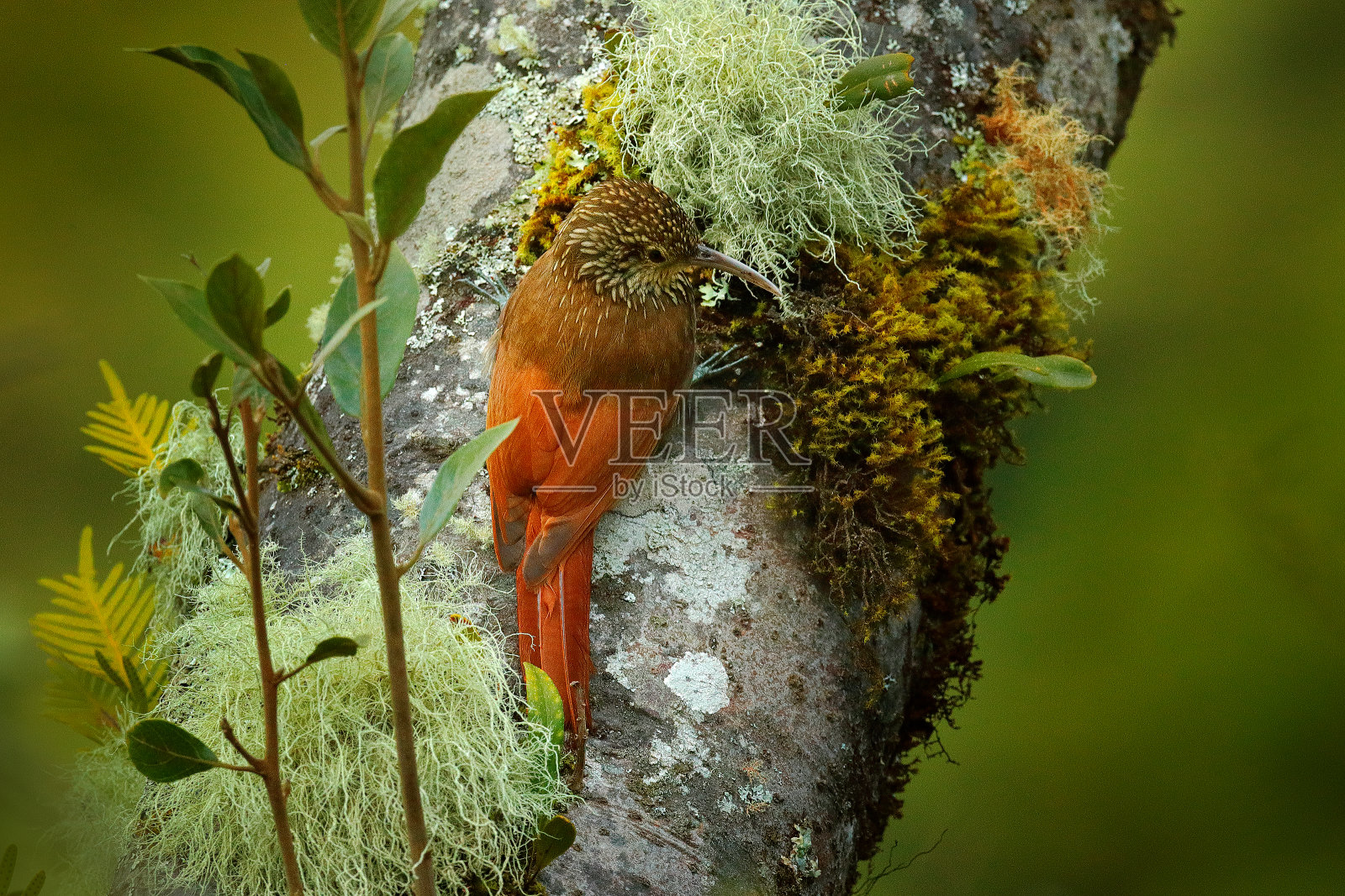 斑冠木蠹，亲缘鳞翅目，栖息于森林中的野生鸟类。大自然中的野生动物，哥斯达黎加。鸟在多刺的树干上。来自中美洲的长嘴动物照片摄影图片
