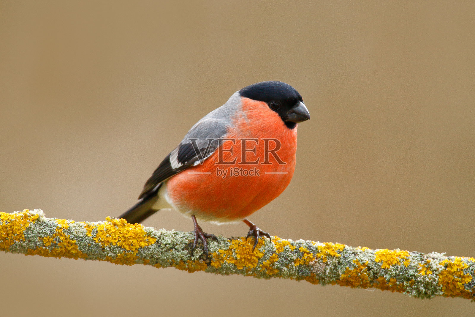 鸟儿在大自然中歌唱。红腹灰雀,红鸟。照片摄影图片