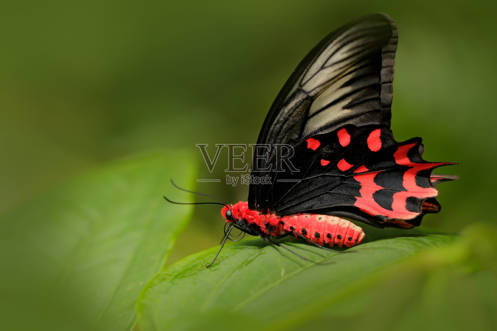 永孢蛾，生长于马来西亚、印度的天然绿色森林栖息地。热带丛林中的昆虫。蝴蝶坐在绿色的叶子上。美丽的黑色和红色的毒蝴蝶。照片摄影图片