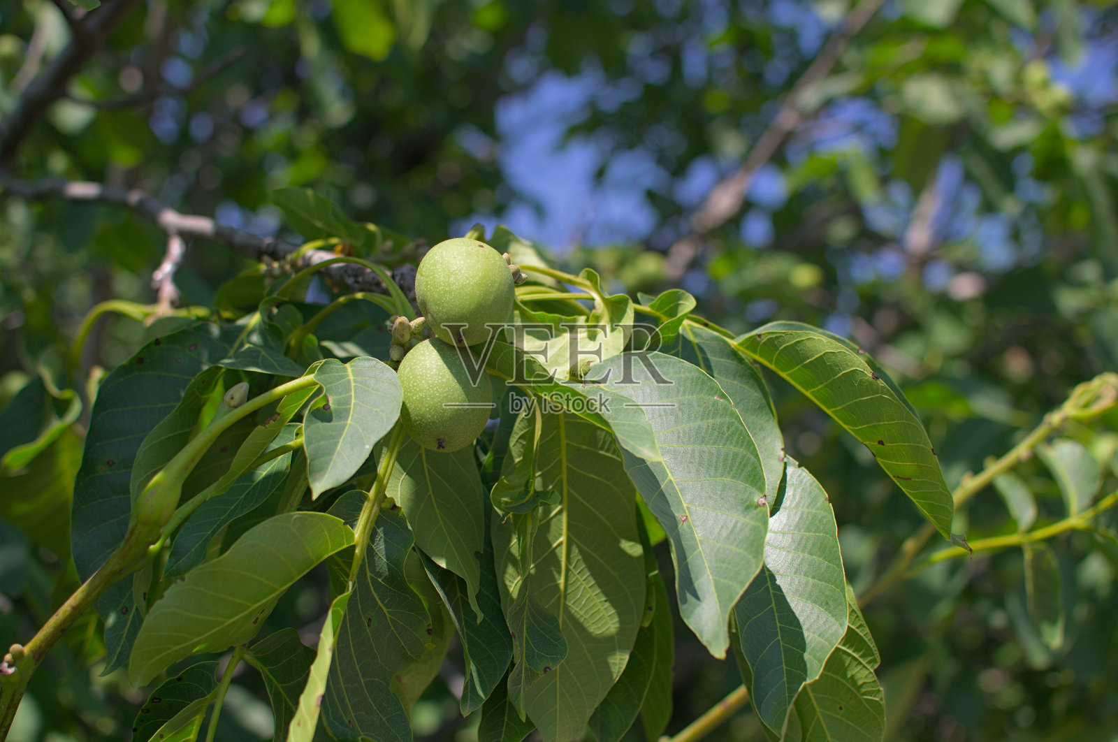 核桃果照片摄影图片