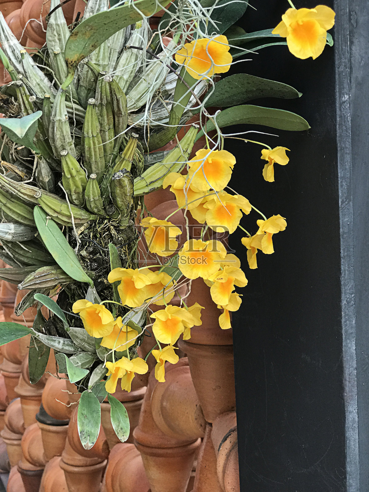 林德利丹德罗伊或林德利的丹德罗布或丹德罗布姆兰花。照片摄影图片