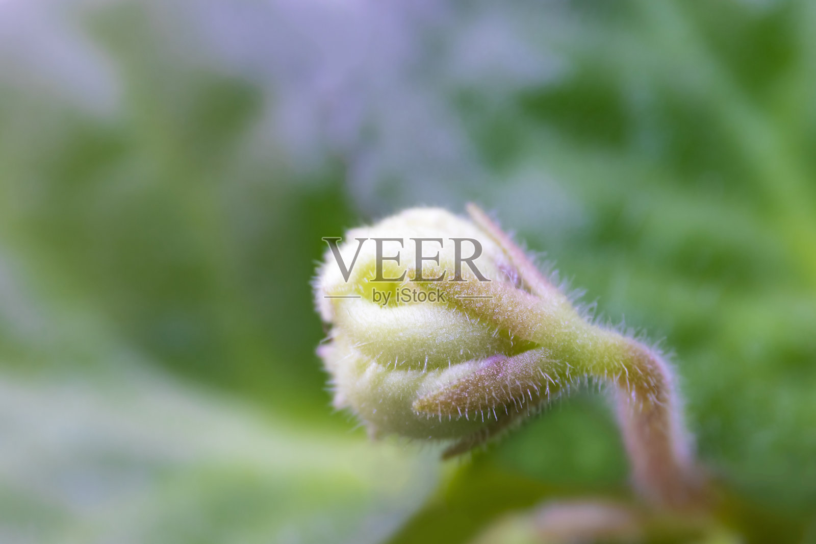 紫罗兰花在模糊的绿叶背景上(堇菜)。紫色Saintpaulia芽。宏观照片。照片摄影图片