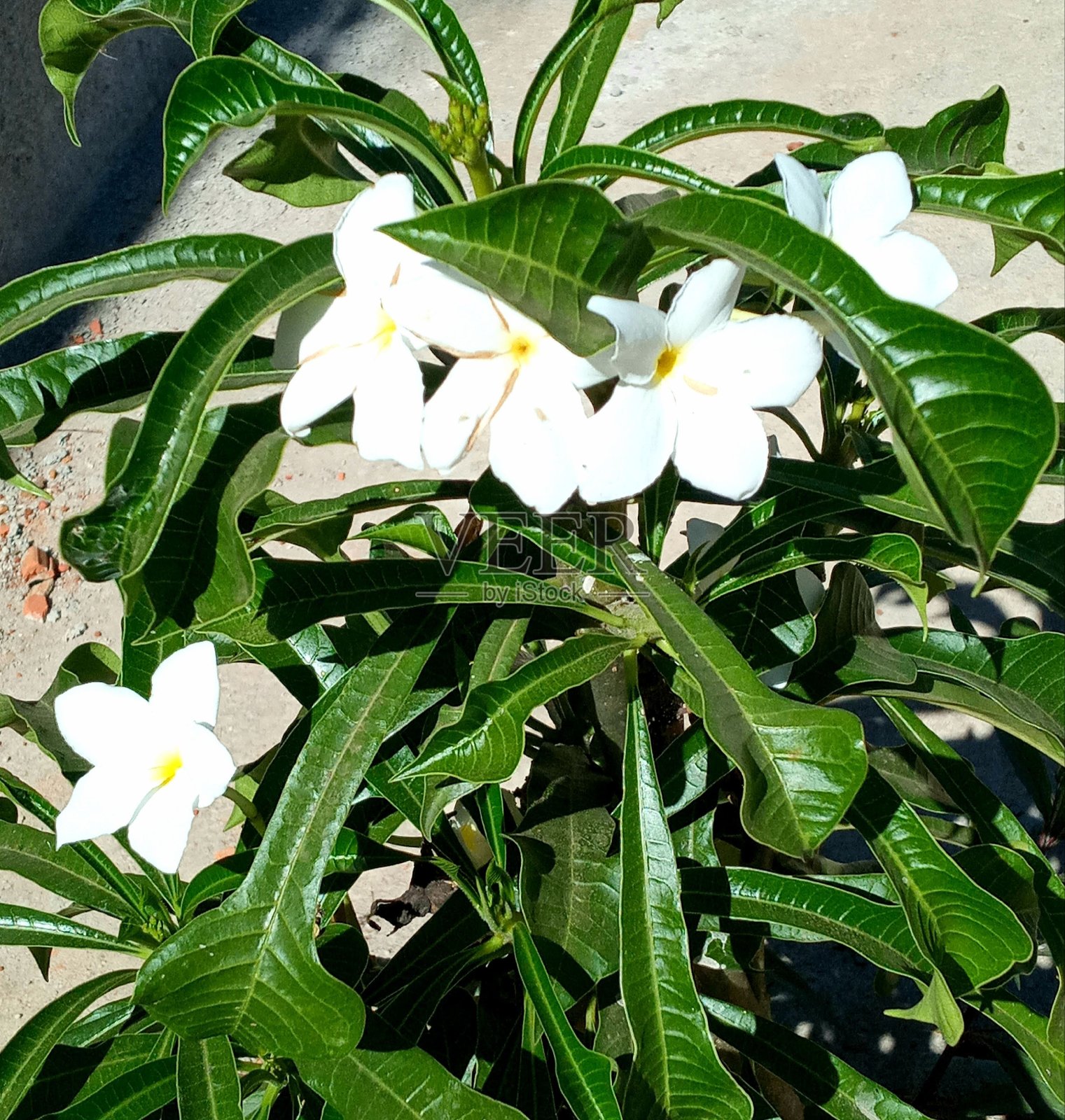 自然照片摄影图片