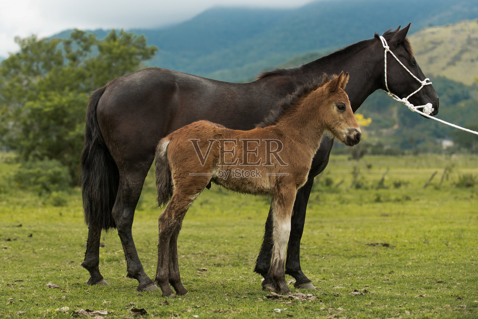 巴西克里奥尔马祝愿小马驹“Crioulo”，典型的人马从巴西南部。照片摄影图片