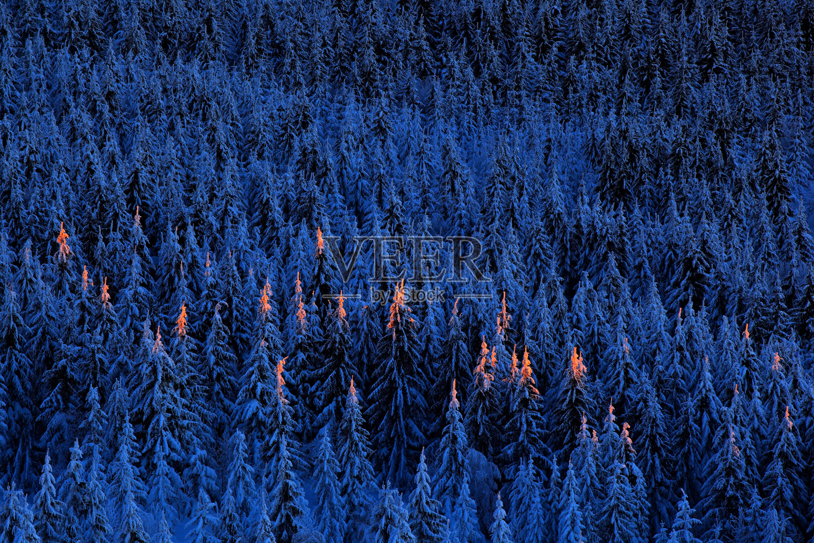 冬季山景蓝蓝的，桦树林里有雪、冰和雾凇。日出前的晨光是粉红色的。冬天的黄昏，寒冷的大自然在森林里。Orlicke hory，捷克共和国。橙色的树顶。照片摄影图片