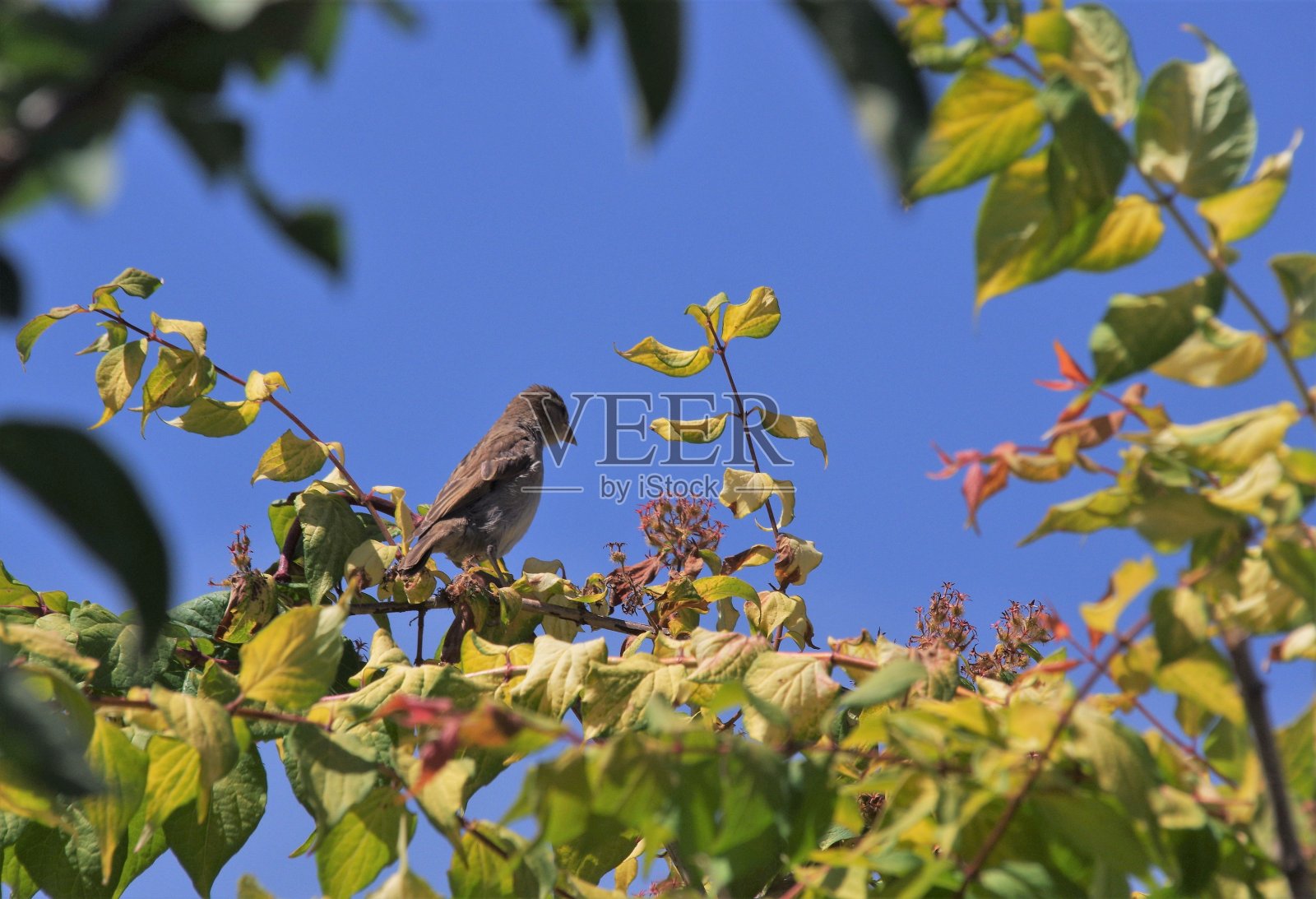 麻雀照片摄影图片