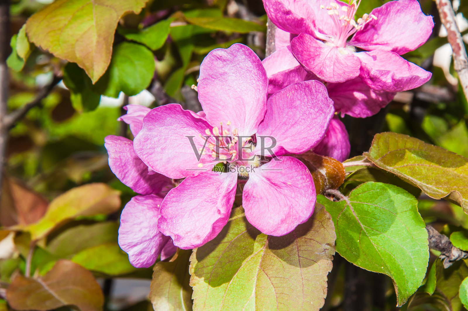 苹果花照片摄影图片