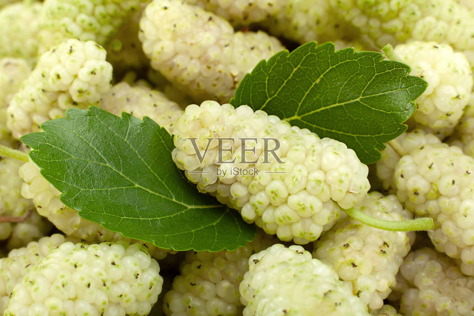 白色桑背景照片摄影图片