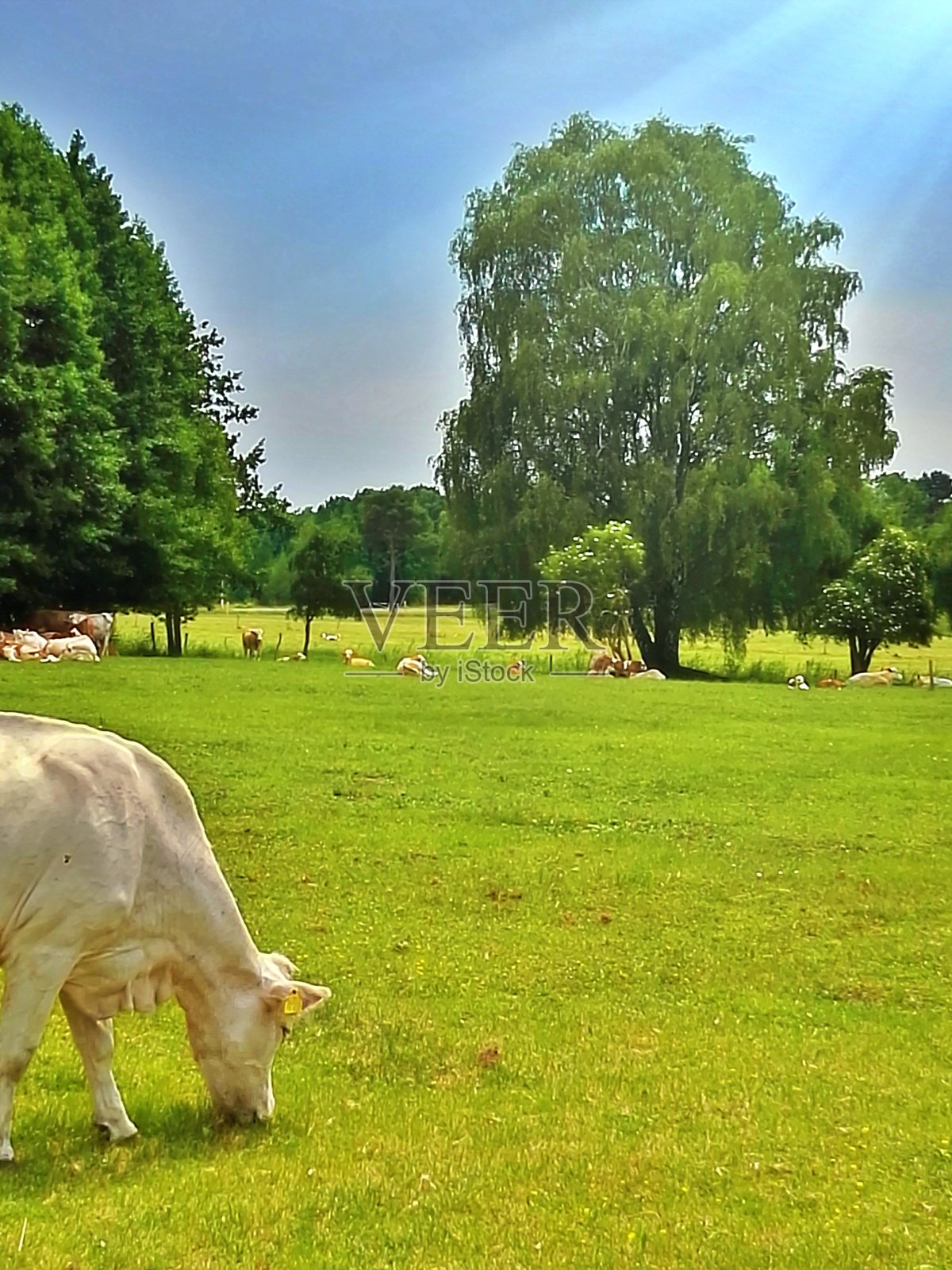草地与牛照片摄影图片