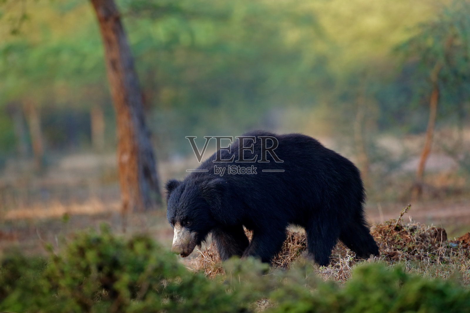 野生树懒熊，熊鼬，印度兰森伯尔国家公园。树懒熊直视相机，野生动物照片。印度的危险动物。亚洲野生动物。森林里的动物。照片摄影图片