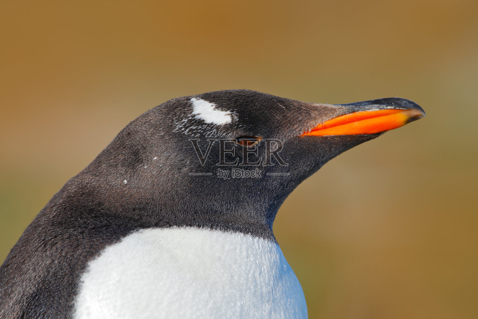 企鹅的详细肖像。巴布亚企鹅，皮戈斯利斯巴布亚，福克兰群岛。来自南极洲的鸟头。大自然的野生动物景象。照片摄影图片