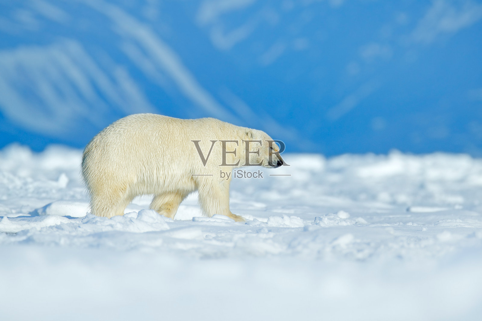 北极熊在冰上行走。北极熊，在加拿大北部的冰雪上，看起来很危险的野兽。大自然的野生动物景象。寒冷的冬天有北极熊。动物，山在背后。照片摄影图片