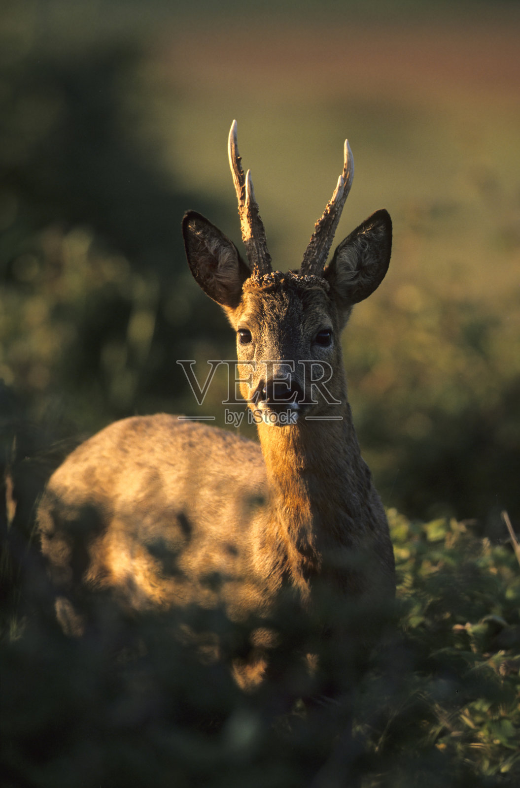 狍子照片摄影图片