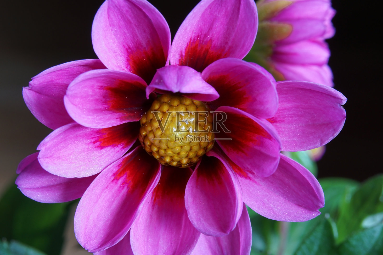 大丽花的特写照片摄影图片