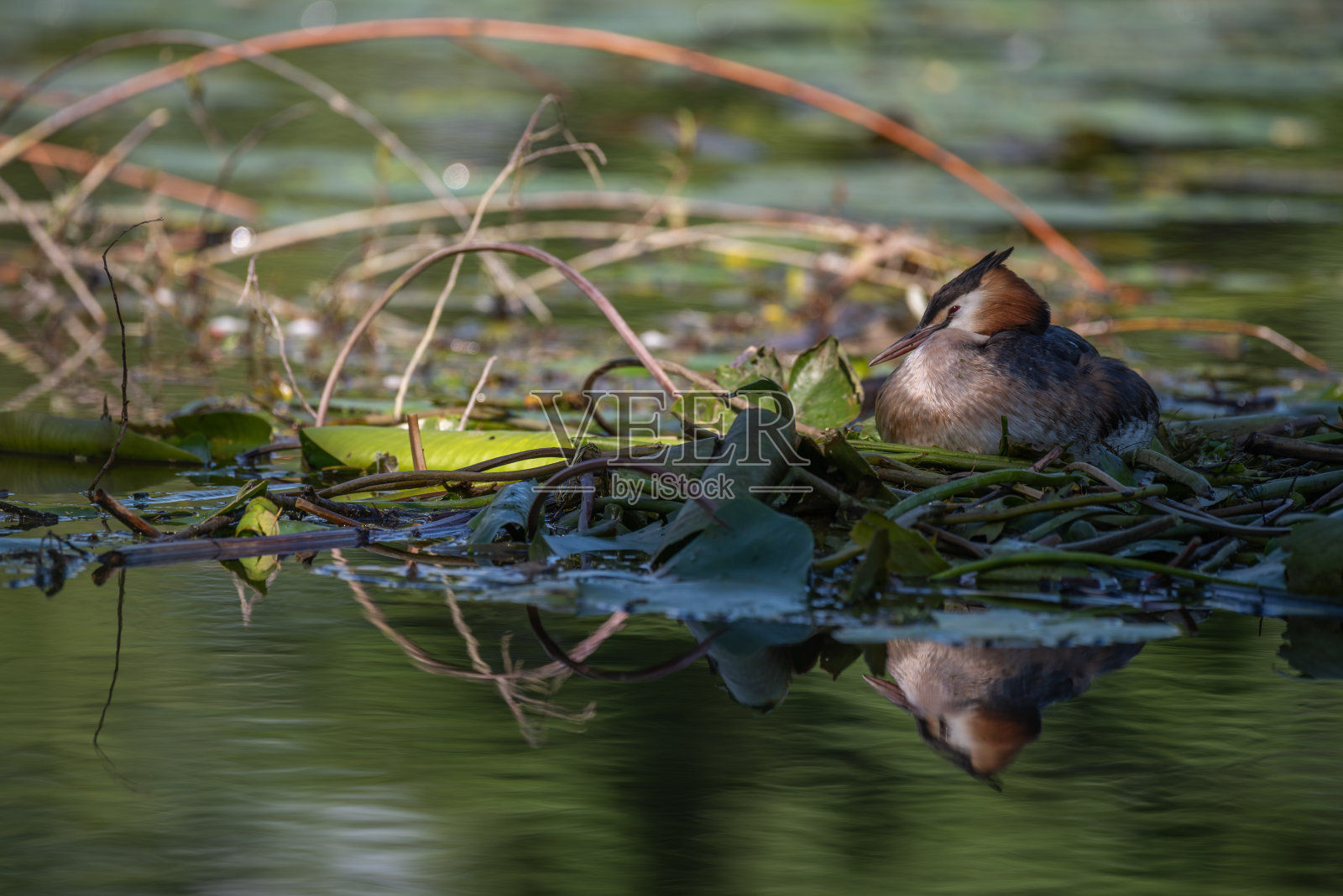在河上漂浮的巢上孵蛋的大冠毛鸊鷉照片摄影图片