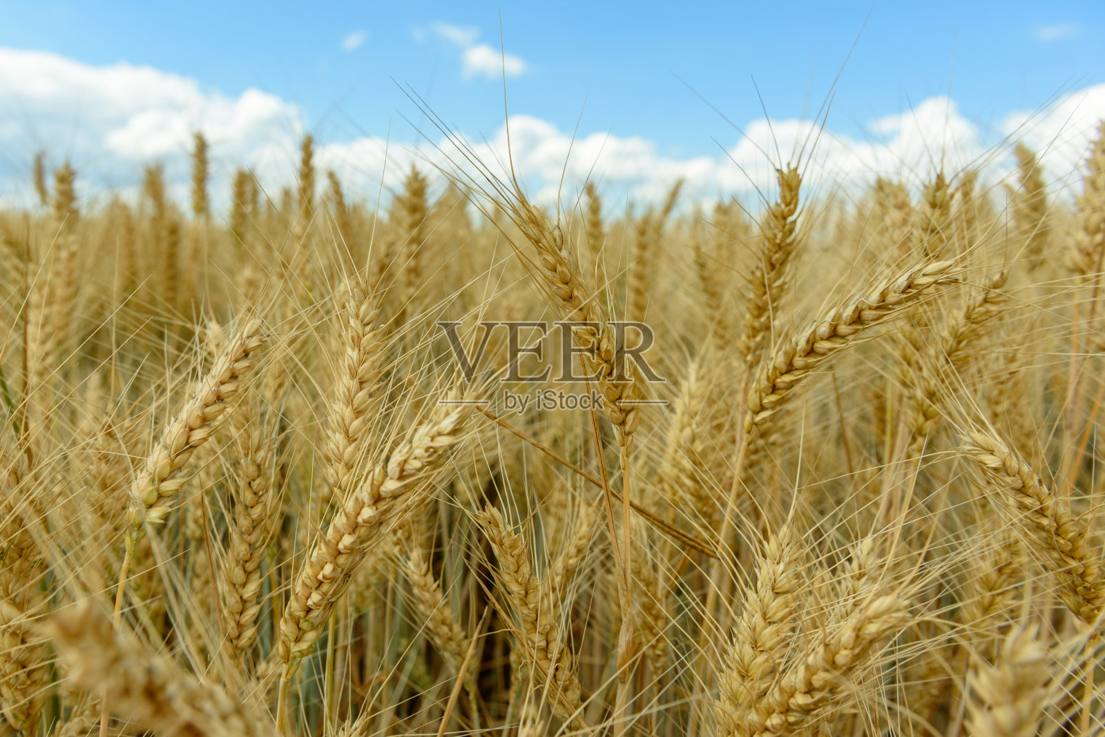 平原上的麦田照片摄影图片