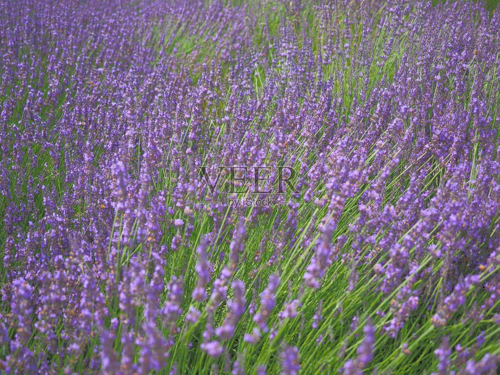 满盛开的薰衣草白天景观照片摄影图片