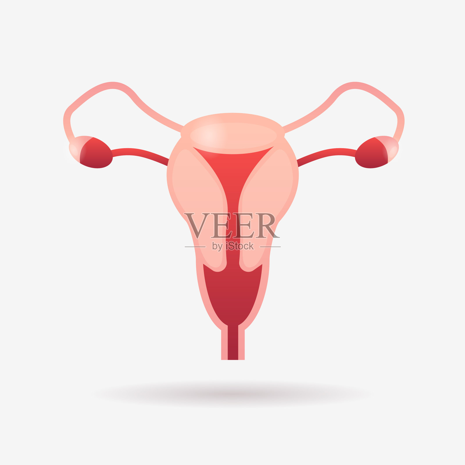 女性生殖系统子宫子宫颈卵巢插画图片素材