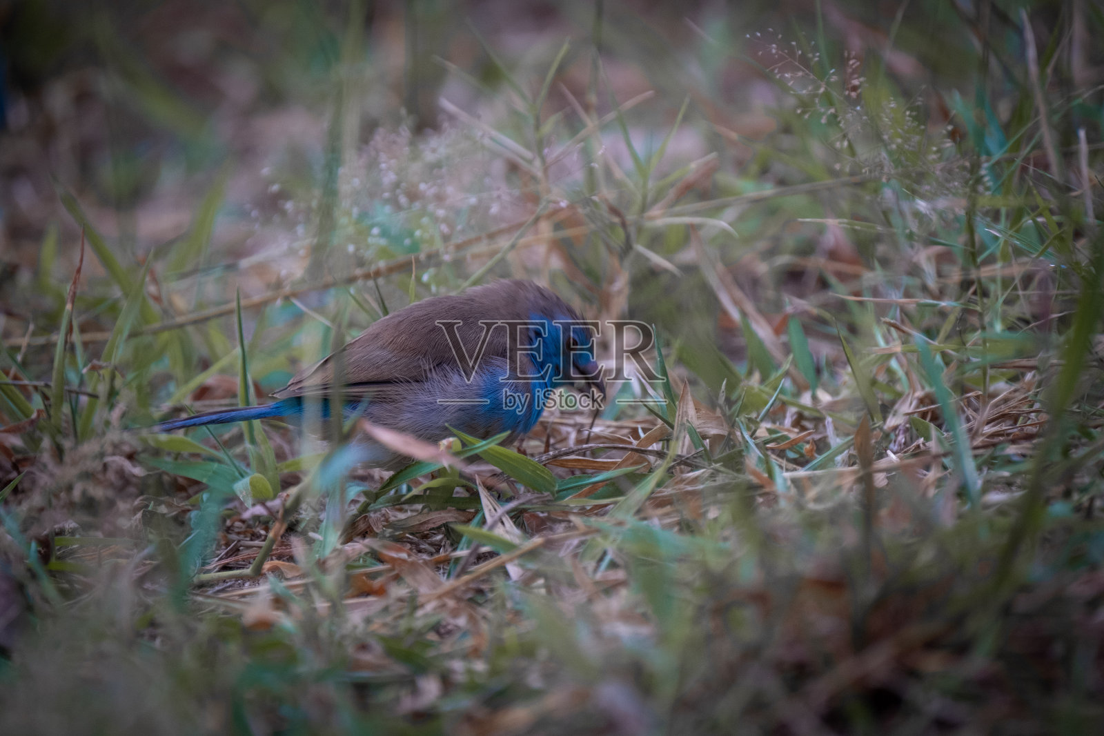 漂亮的蓝色梅花雀照片摄影图片