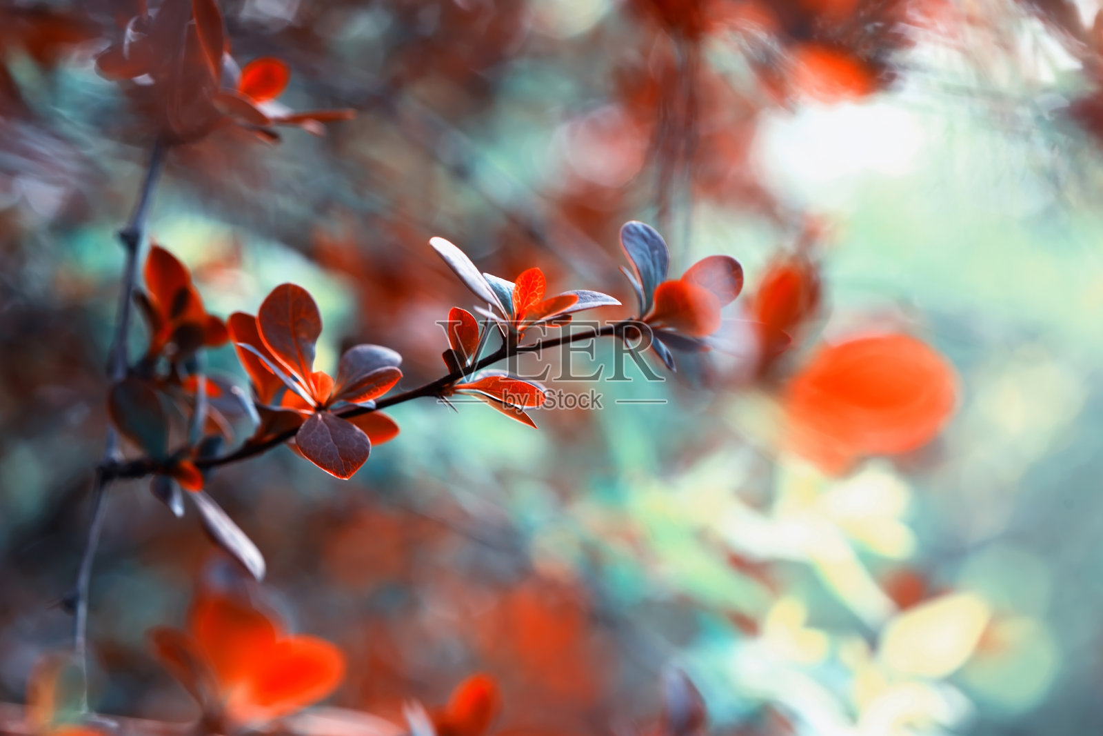 美丽的树枝与明亮的红色叶子，花的背景照片摄影图片