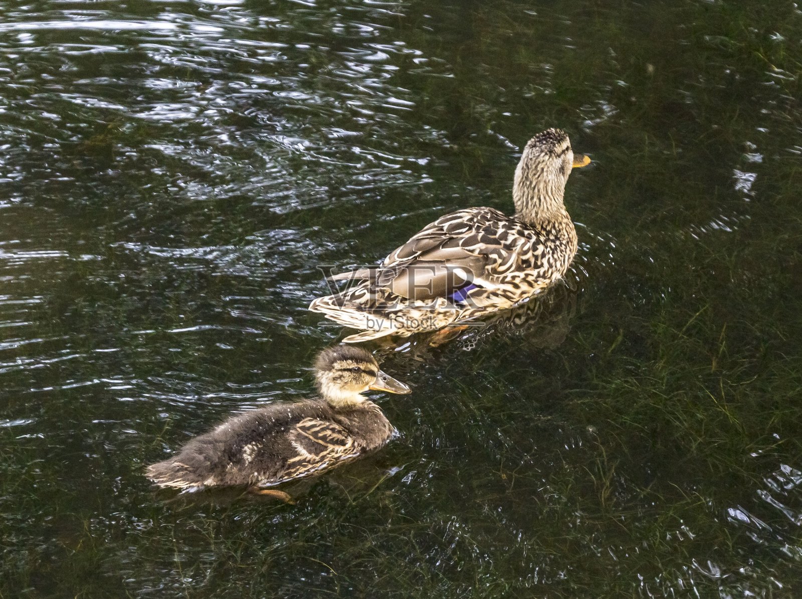 爱丁堡运河鸭子家族。照片摄影图片
