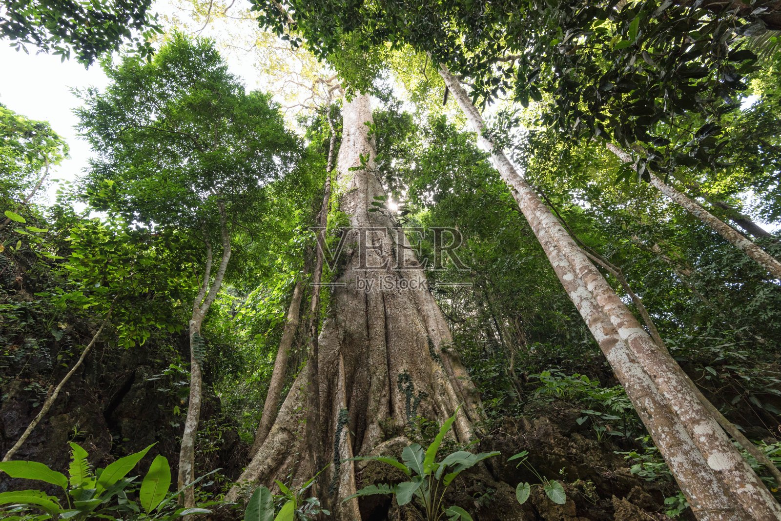 高大的树木森林在虎洞寺Wat Tham Seua甲米泰国亚洲照片摄影图片