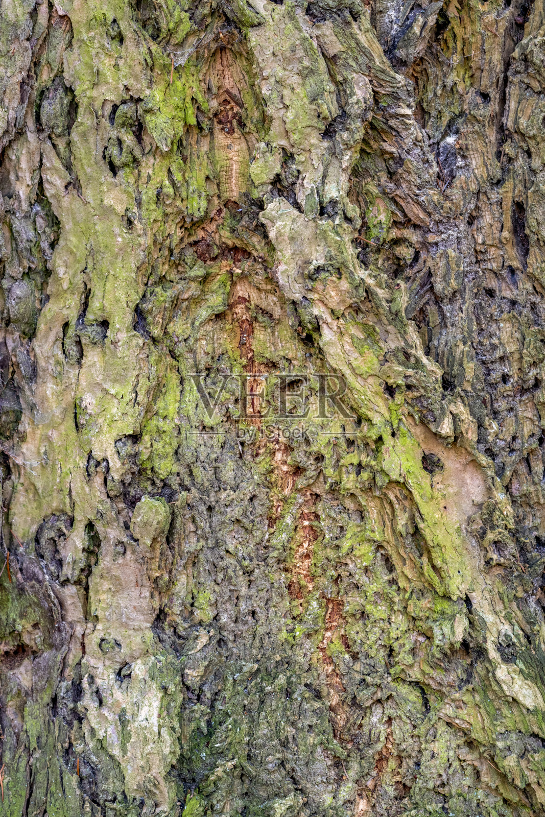 树皮特写镜头照片摄影图片