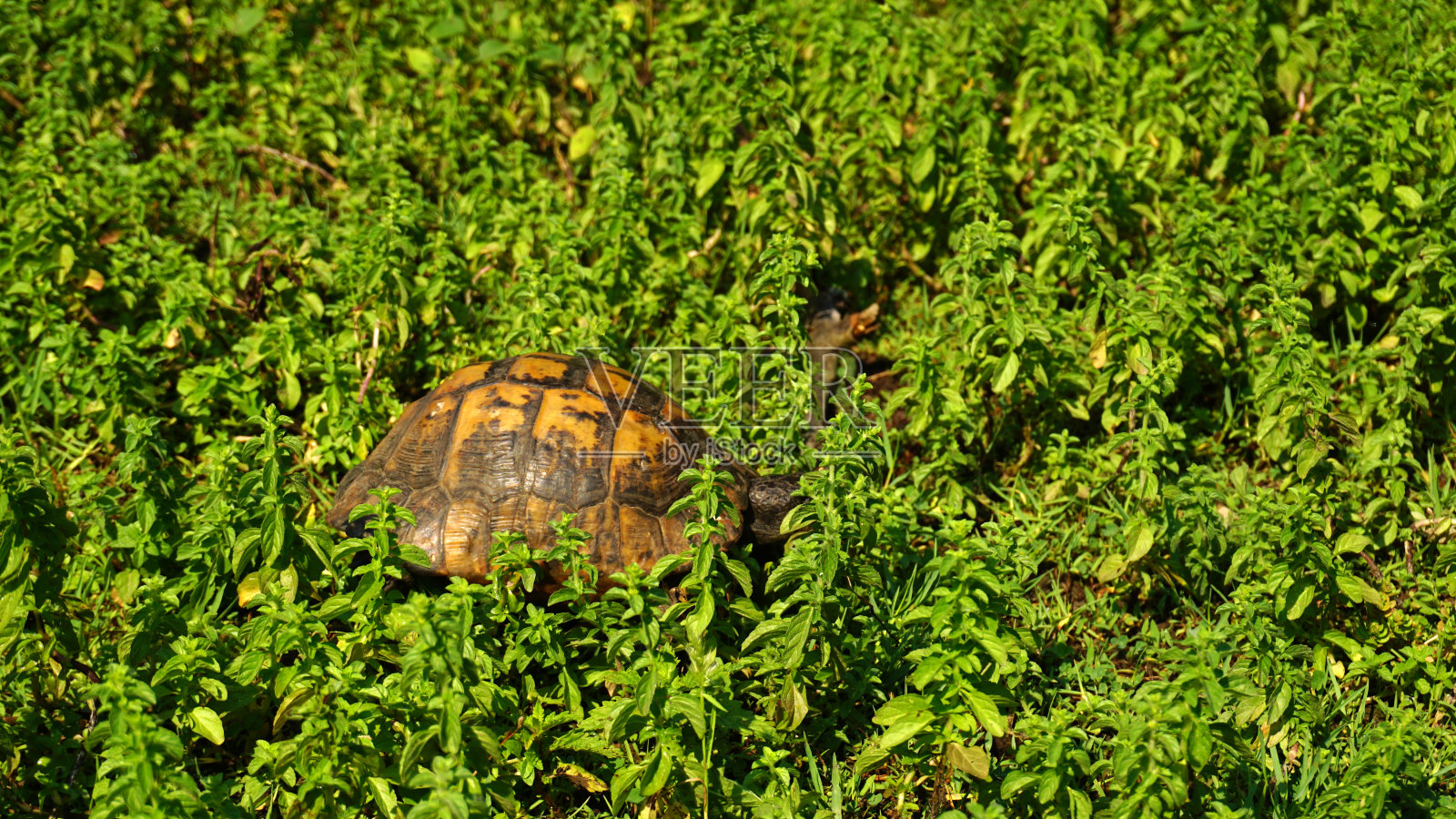 乌龟在草地上走照片摄影图片