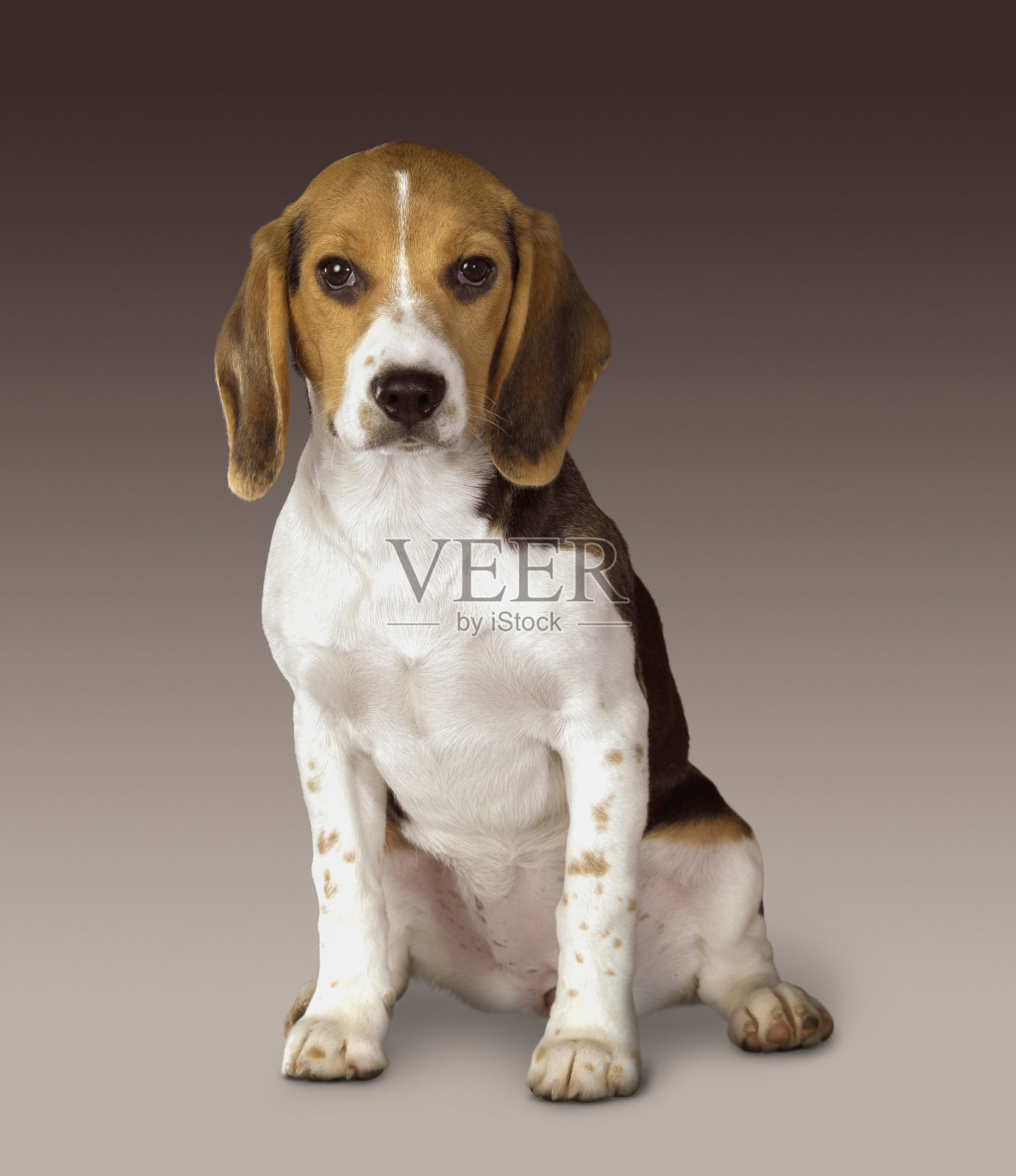 小狗的肖像照片摄影图片