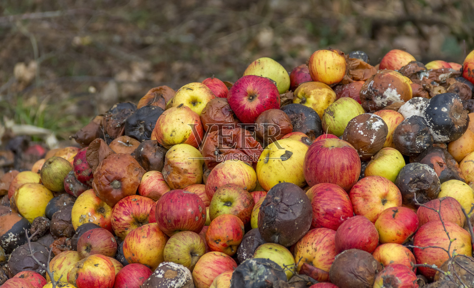 腐烂的苹果照片摄影图片
