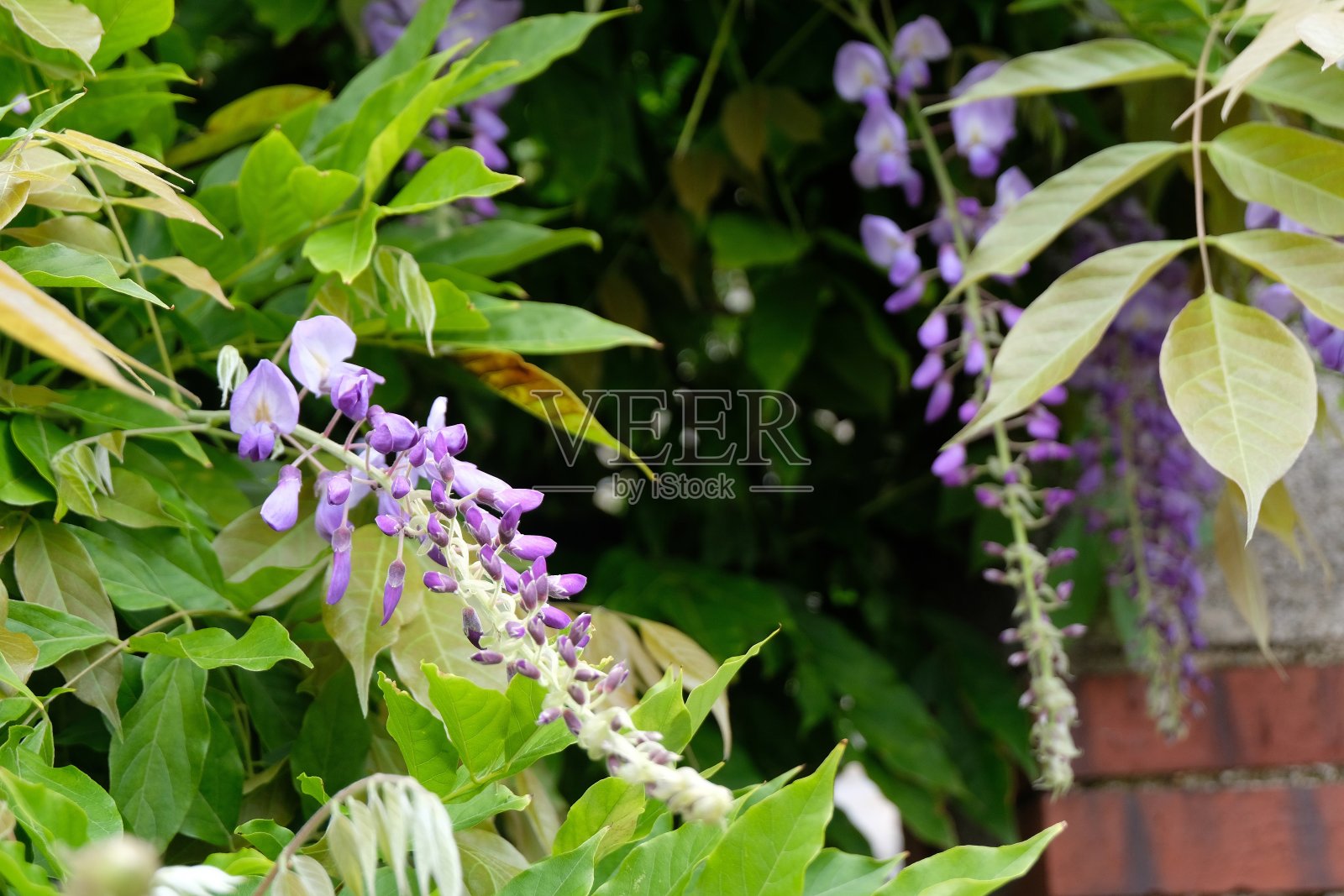 甘氨酸照片摄影图片