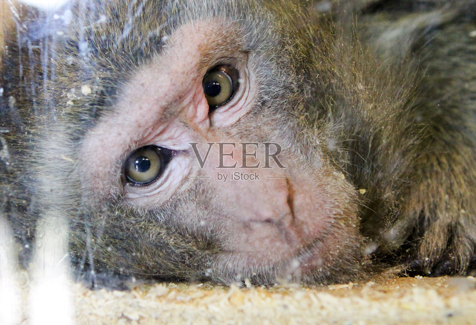 这只猴子看上去若有所思，是一幅巨大的猕猴画像照片摄影图片